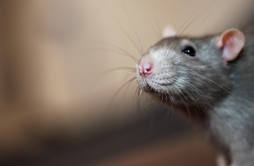 Rat