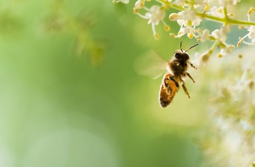 Bee